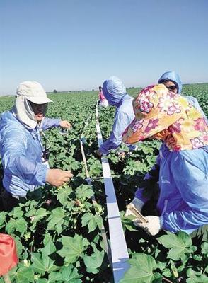 棉田環(huán)保新思路 新疆農(nóng)墾科學院推動害蟲天敵培育，減少農(nóng)藥使用